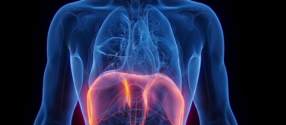 Le diaphragme : un acteur clé de notre respiration