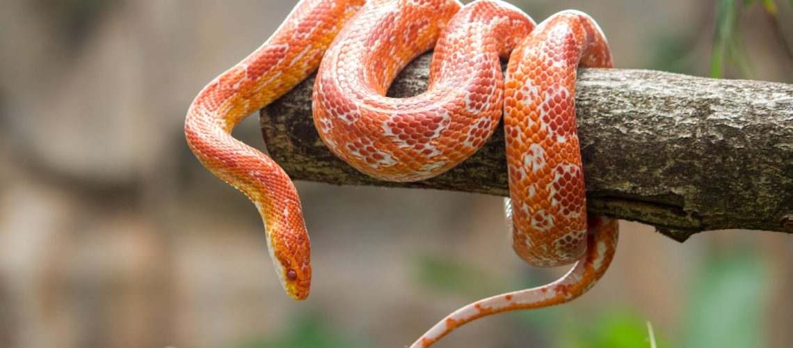 Ophiophobie : quand la peur des serpents paralyse